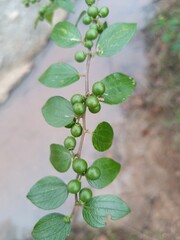 Fresh Indian Jujube Fruit on Tree