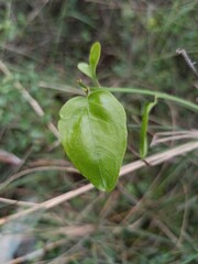 Heart-Shaped Leaf on a Vibrant Plant.