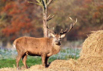 Red deer stag eating hay from haystack in autumn