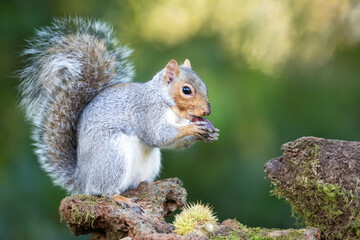 Grey squirrel eating sweet chestnut fruit on a tree stump in autumn