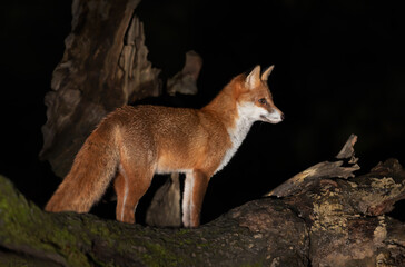 Portrait of a cute red fox standing on a tree in a forest at night