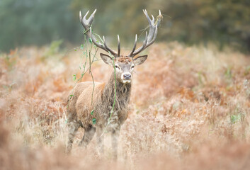 Portrait of a red deer stag standing in bracken during the rut in autumn