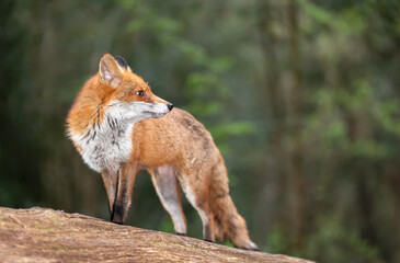 Portrait of a cute red fox standing on a tree in a forest