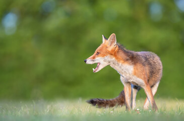 Portrait of a cute red fox cub with open mouth standing in a meadow in spring
