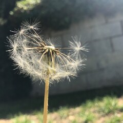 suerte