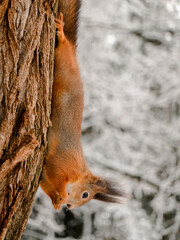 Red Eurasian squirrel on a tree in winter during snowfall. Close-up portrait of a wild animal. Fauna of Europe