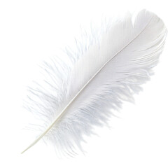 White feather isolated on a transparent background, empty blank png background