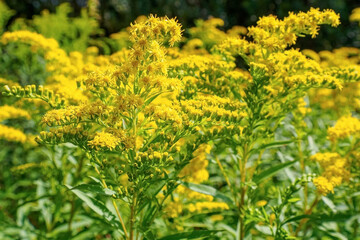 Flower. Goldenrod. The yellow flower of the Asteraceae family. A flowering plant.