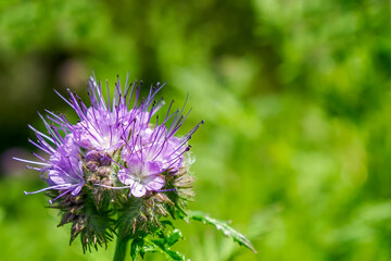 Phacelia. A flower. Purple flower from the Aquarius family. Beauty of nature.