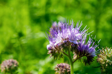 Phacelia. A flower. Purple flower from the Aquarius family. Beauty of nature.