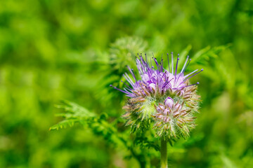 Phacelia. A flower. Purple flower from the Aquarius family. Beauty of nature.