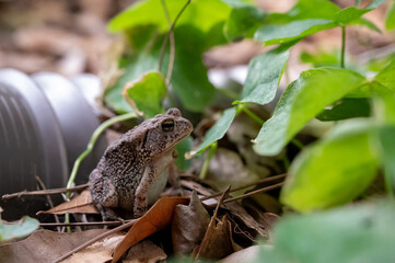 Warty Toad Sitting On Leaf Litter By A Drainpipe In A Backyard
