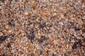 shells in fuel oil, top view. The coastline. Environmental disaster related to the spill of oil-containing products