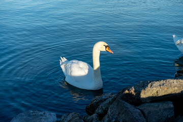 Eleganter weißer Schwan im klaren blauen Wasser des Balaton in Siófok, Ungarn