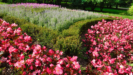 Fototapeta premium Fleurs dans un parc