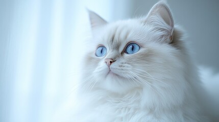 Close-up of a fluffy white cat with bright blue eyes, looking to the side, against a blurred background.