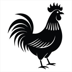 rooster isolated on white background