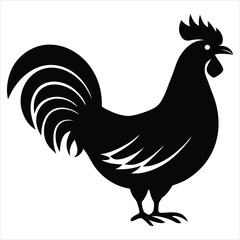 rooster isolated on white background