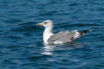 Portrait of an adult yellow-legged gull (Larus michahellis) resting on the water in windy weather