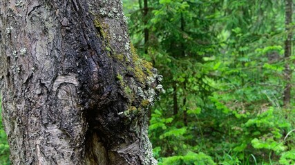  Valaam Island, Russia, July 12, 2024. A growth on the trunk of an old birch tree as a background.                              