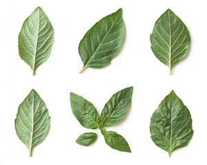Fototapeta premium Fresh Basil Leaves Highlighted Against a Clean White Background. A Top View Collection of Vibrant Green Basil Isolated