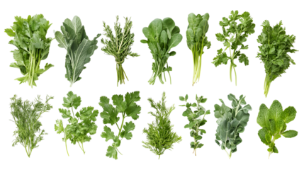 Fresh Culinary Herbs Parsley, Cilantro, Dill, Rosemary, Mint Collection