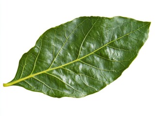 Obraz premium Isolated Fresh Olive Leaves in Vibrant Green on Clean White Background - A Closeup of Healthy Ingredients