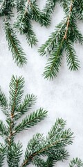 Artistic Composition of Winter Evergreen Tree Branches: A Beautiful Nature-Inspired Christmas Background