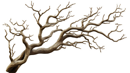 Twisted Bare Branches of a Dead Tree Isolated on White