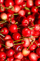 freshly harvested cherries in springtime, texture background for seasonal fruit concept
