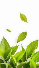 Obraz premium Green flying leaves isolated on white background with place foe text. Fresh tea, air purifier, organic, vegan, eco or beauty product concept design