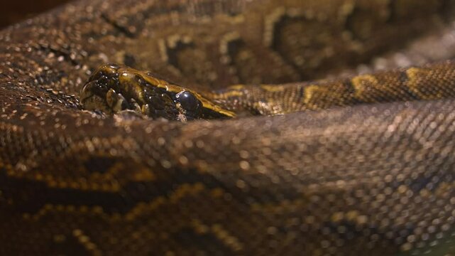 Snake Python resting and coiled itself in the nest. Python snake curled up and sleep in the zoo under warm light. Large snake living in the jungle and feeding on big animals.