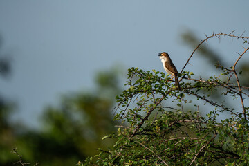 babbler on Sickle-Bush branch