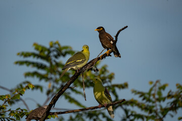 two birds perched on a tree branch