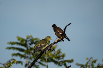 two birds perched on a tree branch