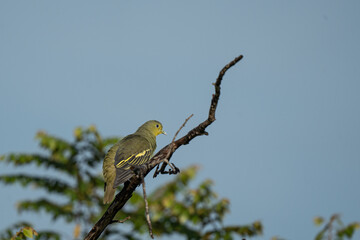 Orange-breasted Green Pigeon Latin name: Treron bicinctus
