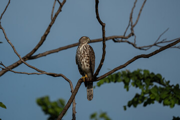 Shikra bird of prey waiting for its hunt