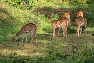 Beautiful deer in the forest.