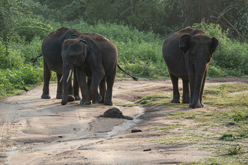 Elephants in National Park, Sri-Lanka