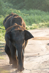 Obraz premium Elephants in National Park, Sri-Lanka
