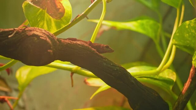 Anolis roquet or Martinique anole, savannah anole is species of lizard. Found in Caribbean islands. Exotic pet and hobby.