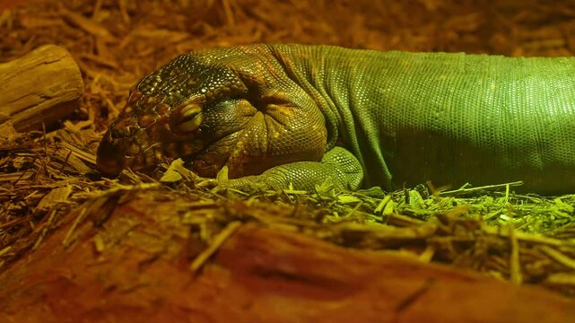 Tegu lizard, omnivorous species and inhabits the tropical rain forests, savannas and semi-deserts of eastern and central South America. Exotic pet tegu and hobby.