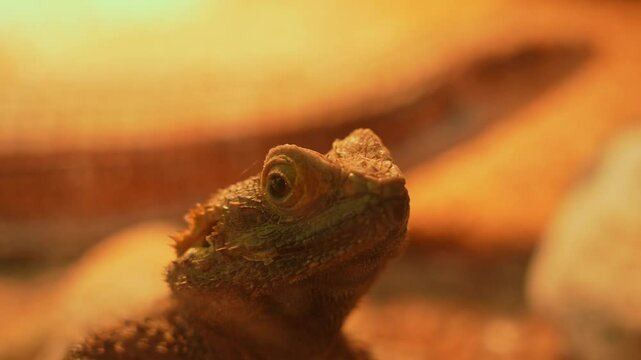Rankin's dragon is Australian agamid lizard species. Called the pygmy bearded dragon, mostly found in Australia, and across the world. Exotic pet and hobby.