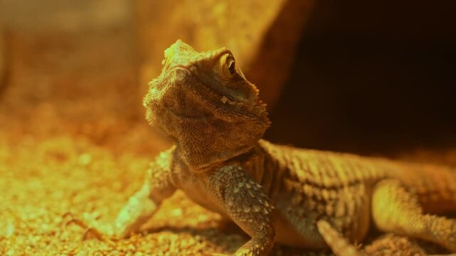 Rankin's dragon is Australian agamid lizard species. Called the pygmy bearded dragon, mostly found in Australia, and across the world. Exotic pet and hobby.