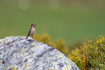 European Stonechat perched on a rock.