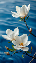 Exquisite white magnolia flowers are in full bloom with soft blue ripples in the background, showing the beauty of nature, studio lighting