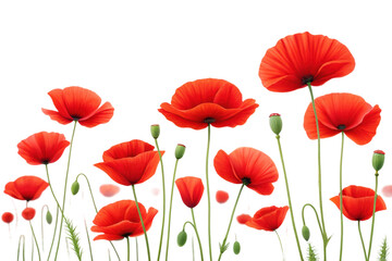 Obraz premium Bright red poppies bloom on white, cut out - stock png.