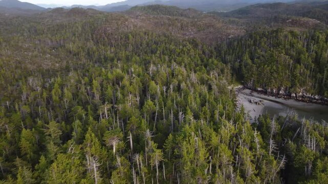 Trees cover the mountainous landscape, turning towards a small enclave with a sandy beach. Taken over Calvert Island, British Columbia