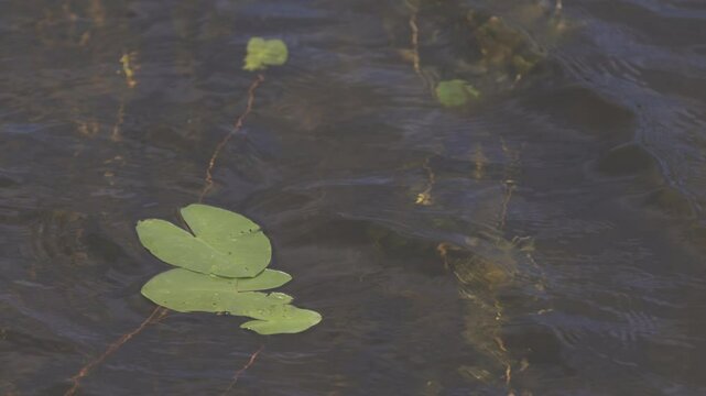 A few water lily leaves in clear river water on a sunny Summer day