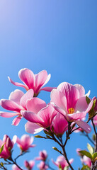 Fototapeta premium Pink magnolia blossoms against a clear blue sky, springtime beauty and nature's elegance, vibrant floral scene, Colored gel lighting, with white tones